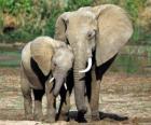 Mom controlling the little elephant with the help of her trunk