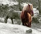 Horses grazing in the field