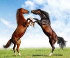 Two rearing horses