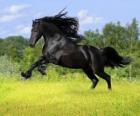 Black horse