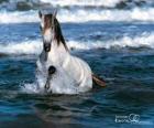 White horse in the sea