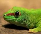 Green Lizard