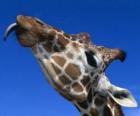 Portrait of the head of a beautiful giraffe