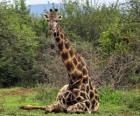 Giraffe resting