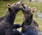 Two bears in the water