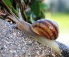 Snail on a rock