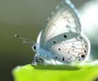 White Butterfly