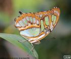 Beautiful butterfly on a leaf