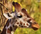 The head of a young giraffe, small and elongated