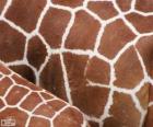 The skin of the giraffes