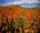 Forest in Quebec, Canada