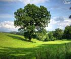 A large oak in a field of grass