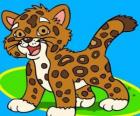 Baby Jaguar, the small jaguar is the best friend of Diego