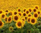 Sunflowers in the field