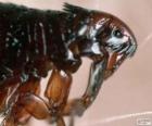 Flea seen at microscopy, external parasite