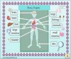 Organs of the human body in English