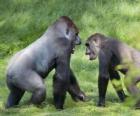 Two young gorillas walking on all fours