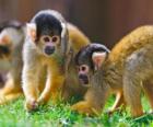 Squirrel monkeys