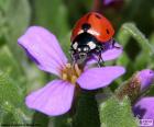 Lovely Ladybug on a purple flower