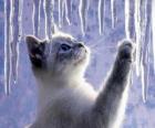 Kitten playing with ice