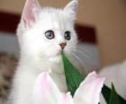 White cat