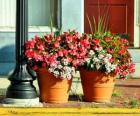 Flowers in a pot or flowerpot