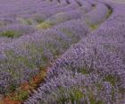 Lavender field