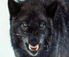 Black Wolf