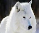 Arctic wolf