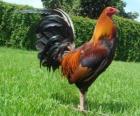 The Rooster