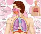 The Respiratory System (Spanish)