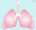 The lungs