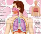 The Respiratory System (English)