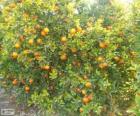 Mandarin tree