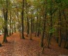 The trees of a forest