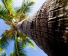 A Coconut tree seen from the trunk facing upwards