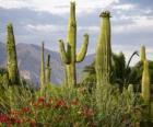 Saguaro Cactus