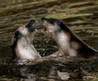 Seals in the water