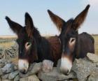 Donkeys