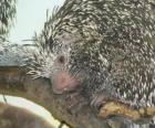 The Brazilian porcupine