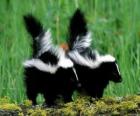 Skunks