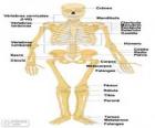 Human skeleton. The bones of the human body (Spanish)