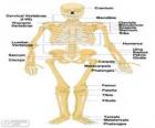 Human skeleton. The bones of the human body (English)