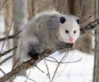 Opossum