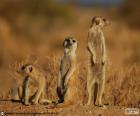 The meerkat or suricate