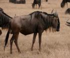 Wildebeest