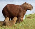 The capybara is the largest rodent in the world