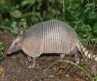 The Armadillo