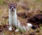 The stoat, ermine or short-tailed weasel, is a species of carnivorous mammal