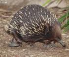 Echidna